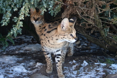 Killikus&reg; Fotographie